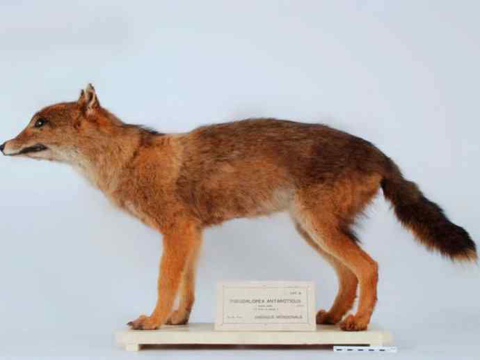 犬科：犬亚科犬属之灰狼