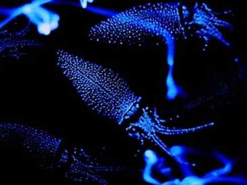 自然奇观:动物大迁徙(乌贼) 自然奇观:动物大迁徙(乌贼)