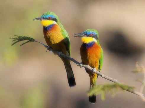 绝色攀禽：佛法僧目之蜂虎2