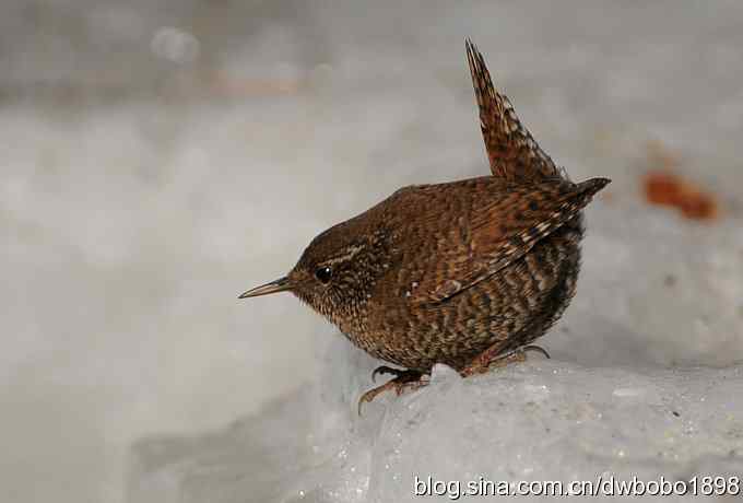 精灵般的小鹪鹩