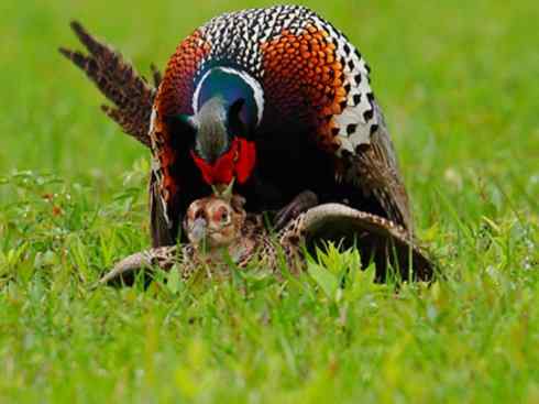 凤凰：传说的鸟原型探秘（雉鸡）