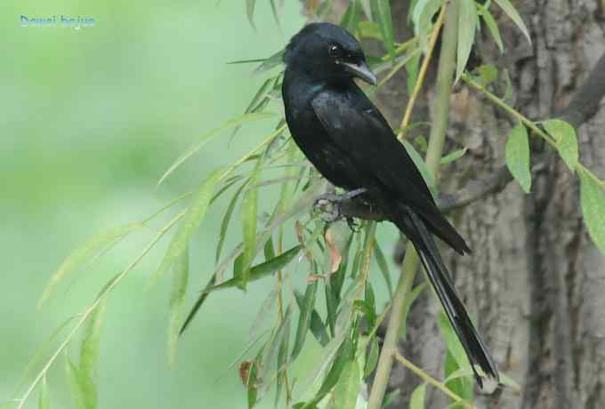 黑卷尾和疑似灰暗鹃鵙（雌）