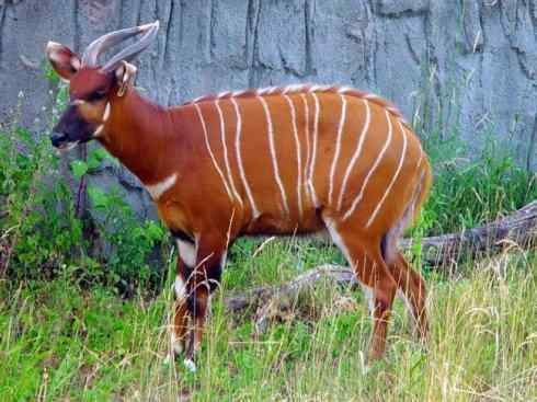 麒麟：传说的兽原型探秘（紫羚）