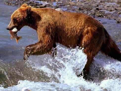 十大喜食蜂蜜动物：棕熊