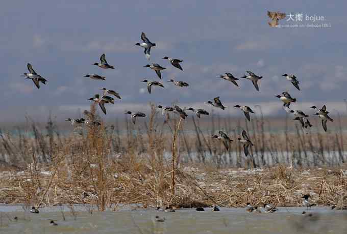 野鸭湖：白枕鹤与雁鸭群飞的春天写意