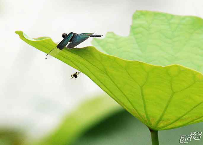 圆明园&nbsp;wbr路&nbsp;wbr黑丽翅蜻鈥斺敽商裂蘧