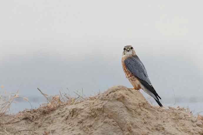 野鸭湖10月15日收获
