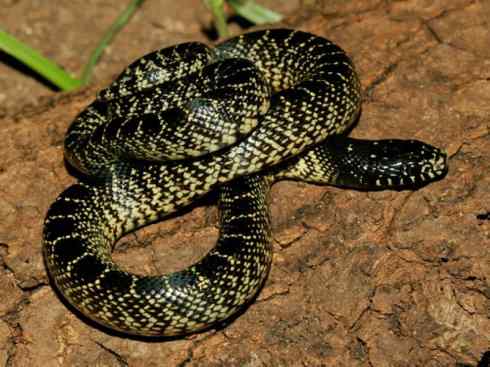 龙：传说的兽原型探秘（游蛇类）