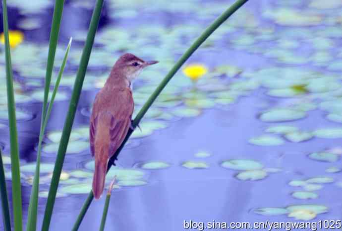 大苇莺 大苇莺