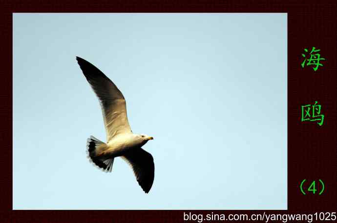 北京动物园的鸟类——海鸥(4)