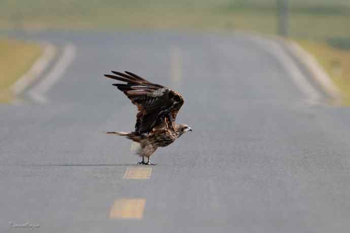 马路天使黑耳鳶