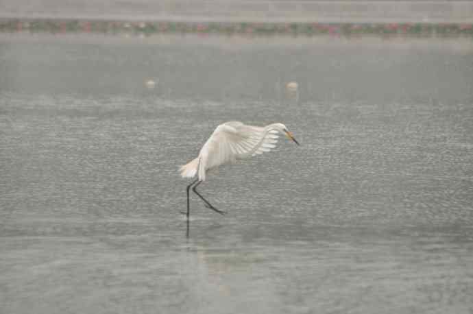 北京奥林匹克公园白鹭飞 1