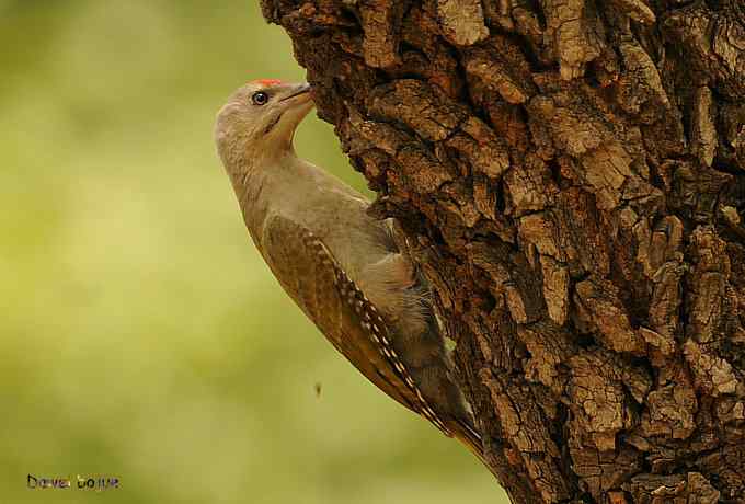 植物园:紫背.白眉和绿啄 植物园:紫背.白眉和绿啄