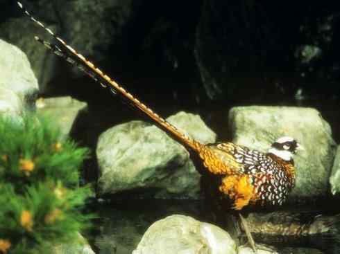 家禽驯化之源之八