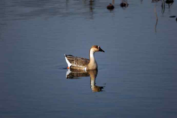 留在北京的鸿雁（随拍）
