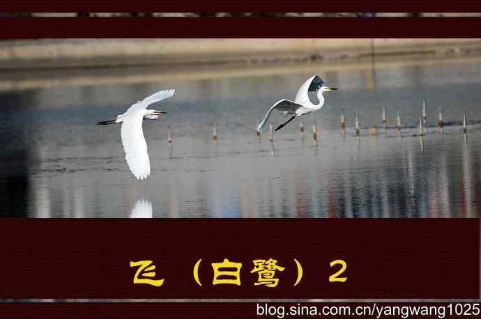 北京洼里南口的鸟类——飞（白鹭）2