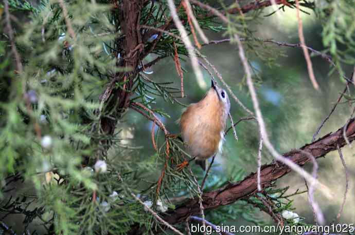 戴菊鸟(4) 戴菊鸟(4)