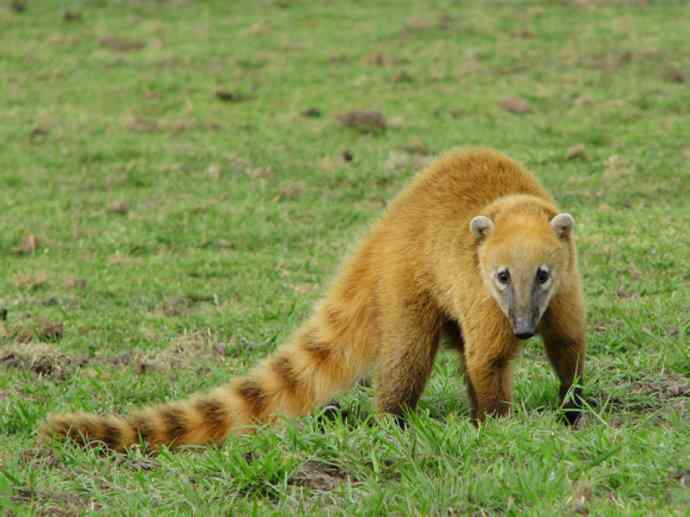 犬科:犬亚科犬属之郊狼、红狼 犬科:犬亚科犬属之郊狼、红狼