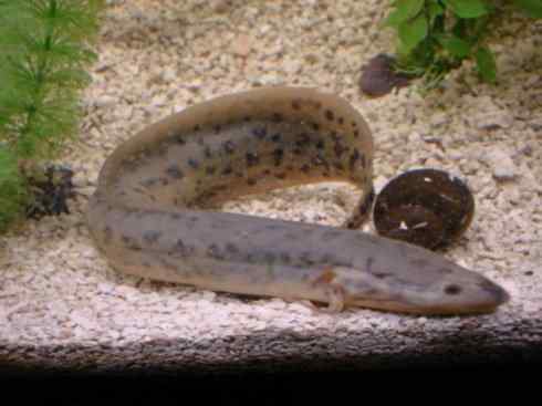 鱼类活化石：美洲肺鱼