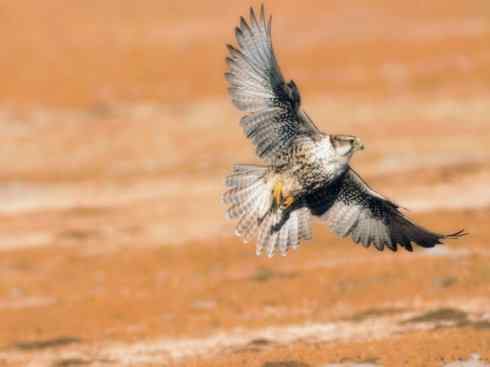 家禽驯化之源之六