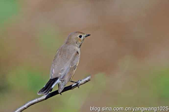 秋天的红喉姬鹟（10）