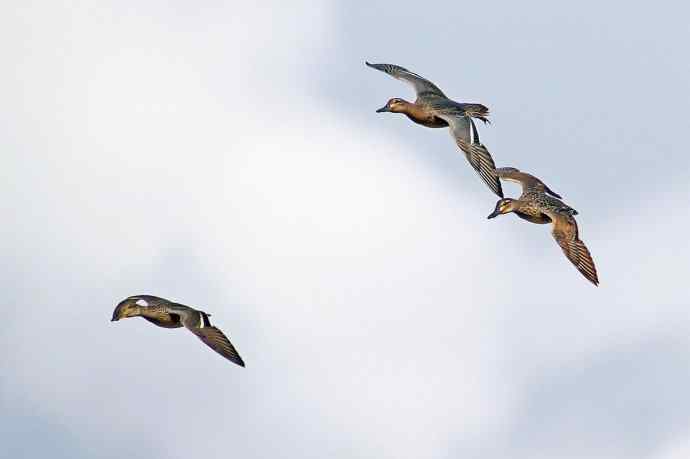 白眉鸭（新品）