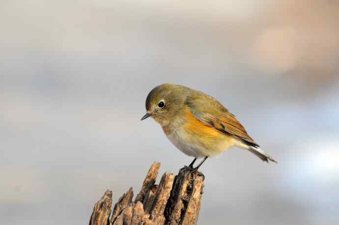 雌性红胁蓝尾鸲（26）