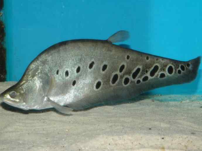 鱼类活化石：铠甲弓背鱼