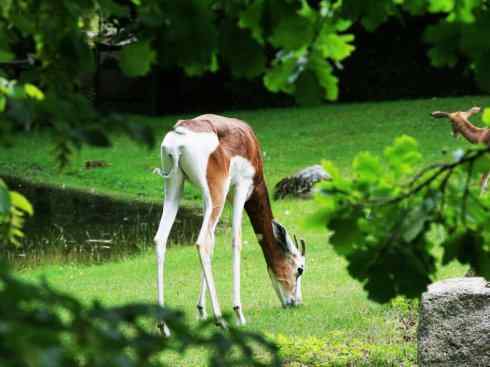 麒麟：传说的兽原型探秘（鹿羚）