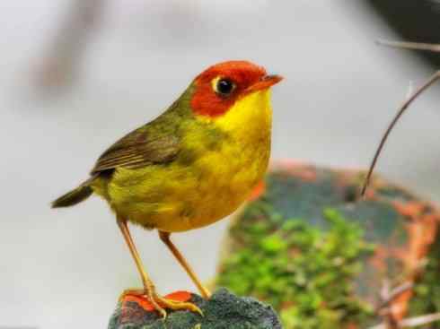 美丽无罪：雀鸟之地莺