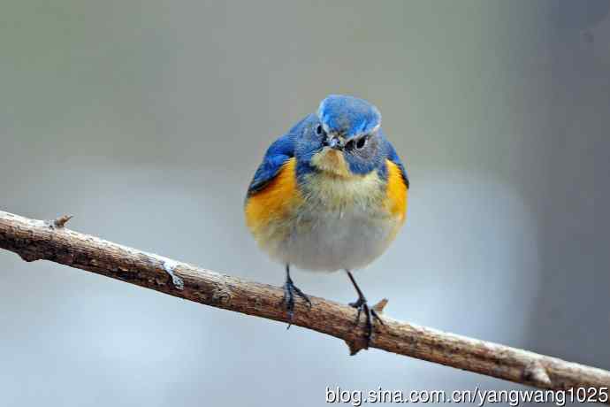 昨天好收获（雄性红胁蓝尾鸲）