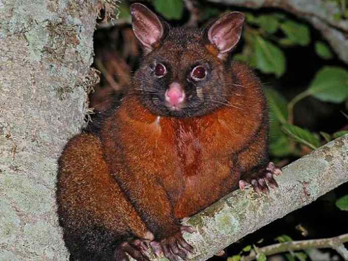 犬科：狐亚科灰狐属之灰狐、岛屿灰狐