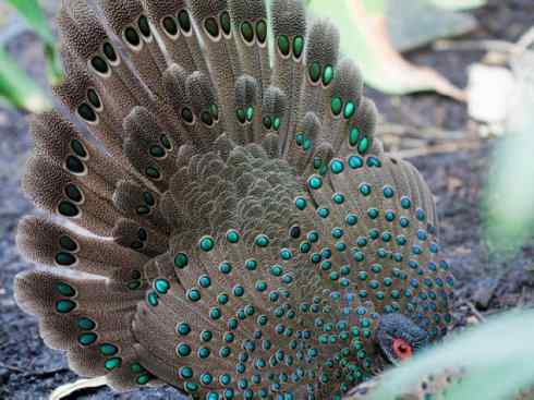 凤凰：传说中的鸟原型探秘（孔雀雉）