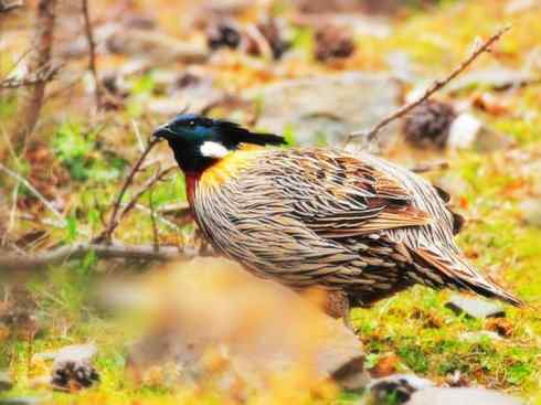 凤凰：传说中的鸟原型探秘（锦鸡）