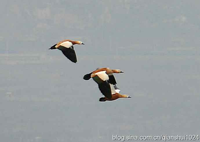 空中盘旋.赤麻鸭白天鹅(官厅水库)