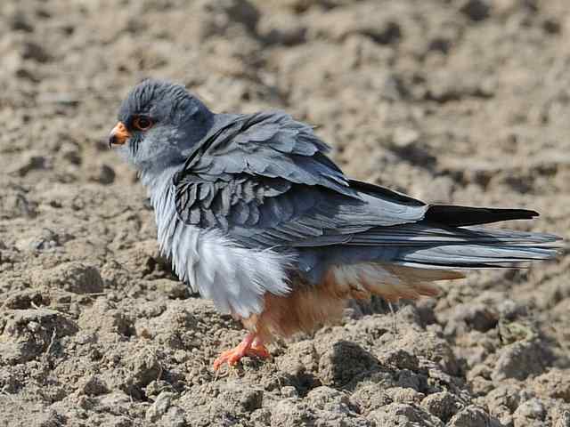 阿穆尔隼咏叹 阿穆尔隼咏叹