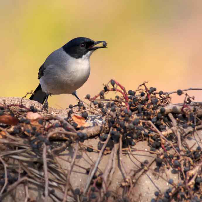吃果果的黑头奇鹛