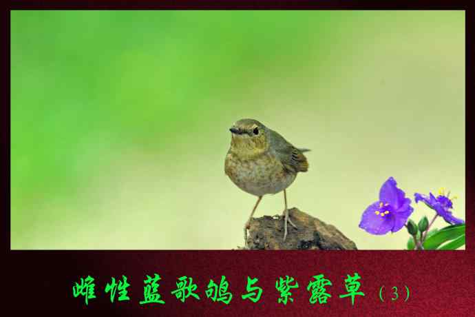 北京天坛公园的鸟类——雌性蓝歌鸲与紫露草(3)