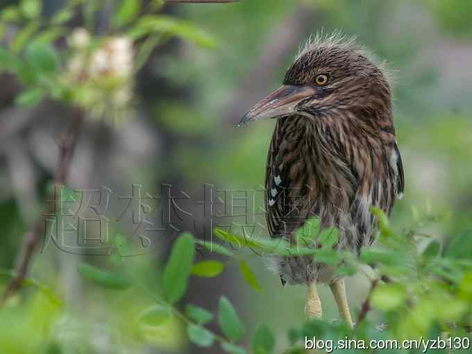 聆听超萌鈥溞∫光澢ㄗ橥迹24张图片）