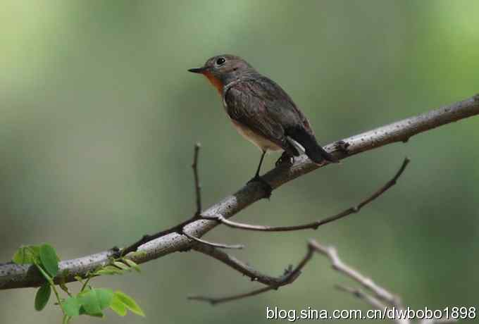 朱雀和北宫的鸟 朱雀和北宫的鸟