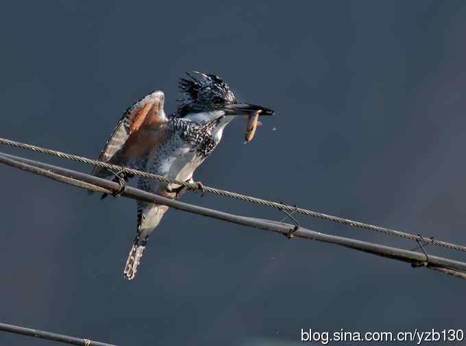 猎鱼高手，专业级。【组图，10张图片】