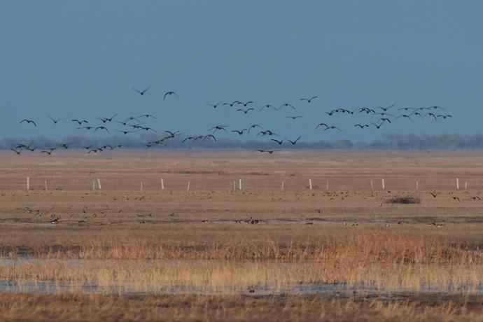 【新鸟】白额雁 wbr图牧吉湿地初探 【新鸟】白额雁 wbr图牧吉湿地初探