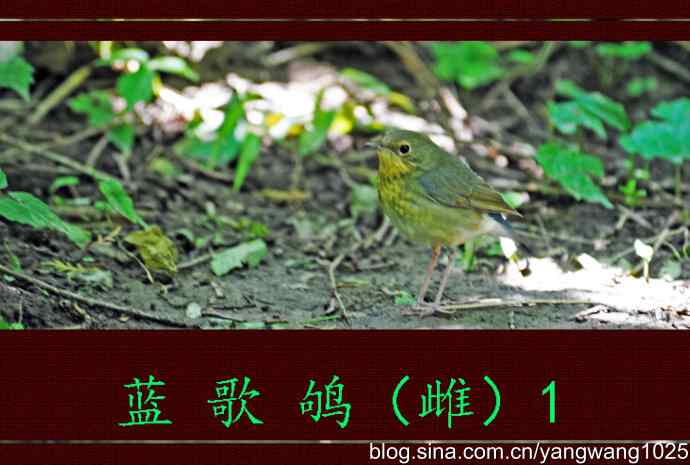 北京天坛公园的鸟类——蓝歌鸲（雌）1