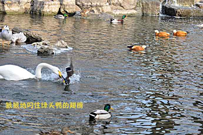 天鹅的愤怒与可怜的绿头鸭（纪实）