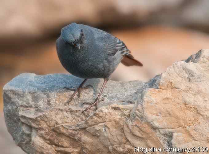 终于成功偷拍京城明星（组图，12张图片）