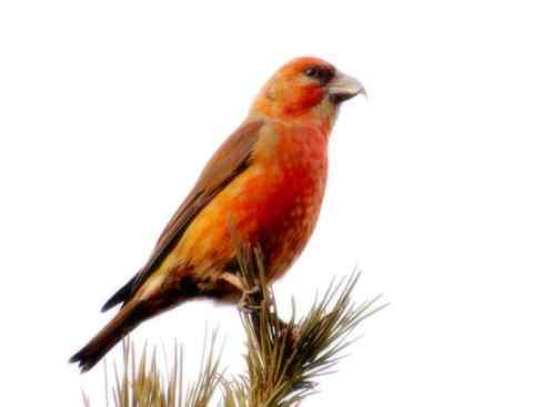 猎奇:奇特的鸟喙之四 猎奇:奇特的鸟喙之四