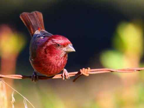 极品红色鸟类：酒红朱雀
