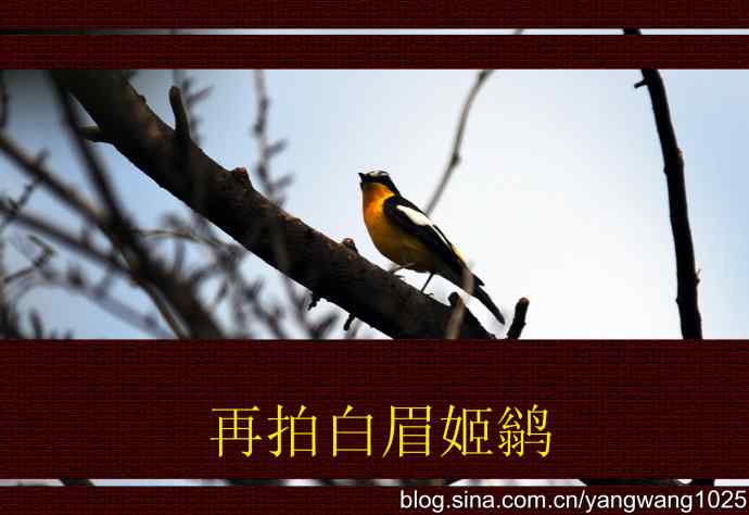 北京植物园的鸟类——再拍白眉姬鹟