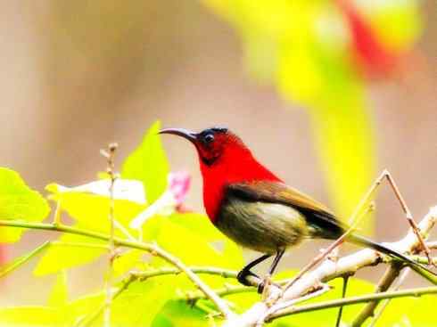 美丽无罪：雀鸟之太阳鸟