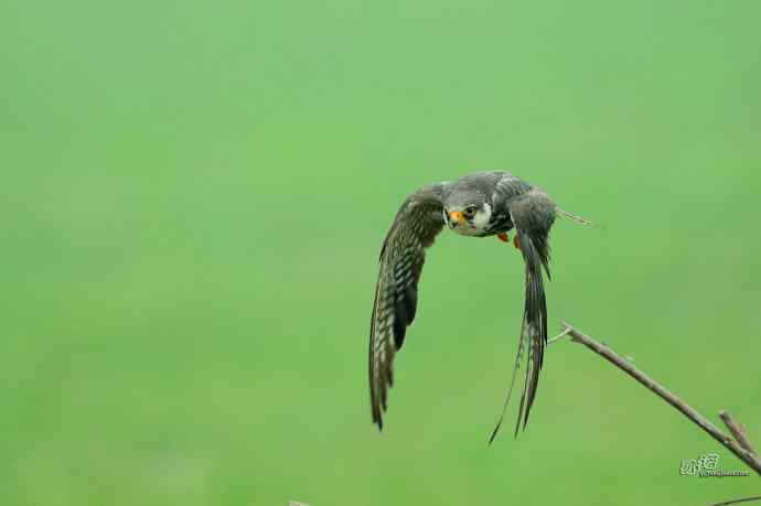 野鸭湖：抓拍阿穆尔隼起飞